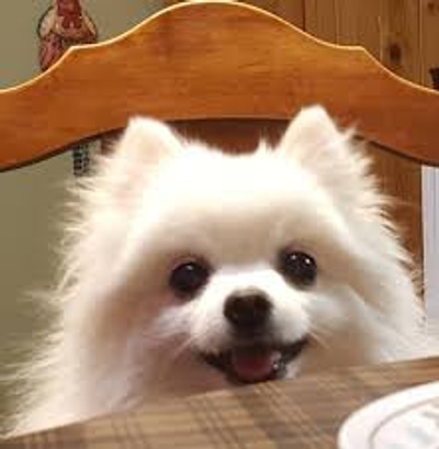 Image result for doggo pictures