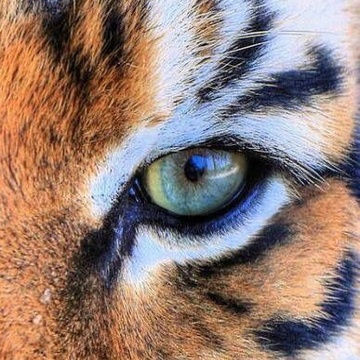 RIGGEDSPORTSPICKS Patreon Creator Profile