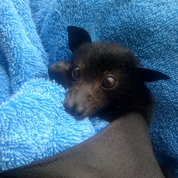 Baby Bats and Buddies of Australia