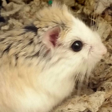 Hamsterwatch