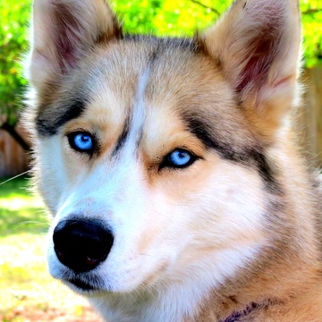 Gone to the Snow Dogs & Snow Dogs Vlogs Patreon Creator Profile