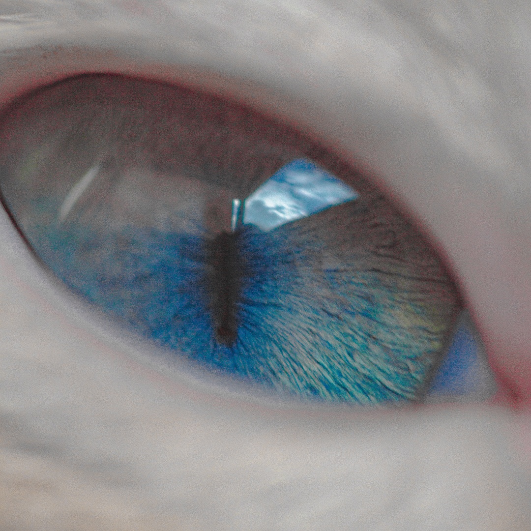 RandomBlueCat