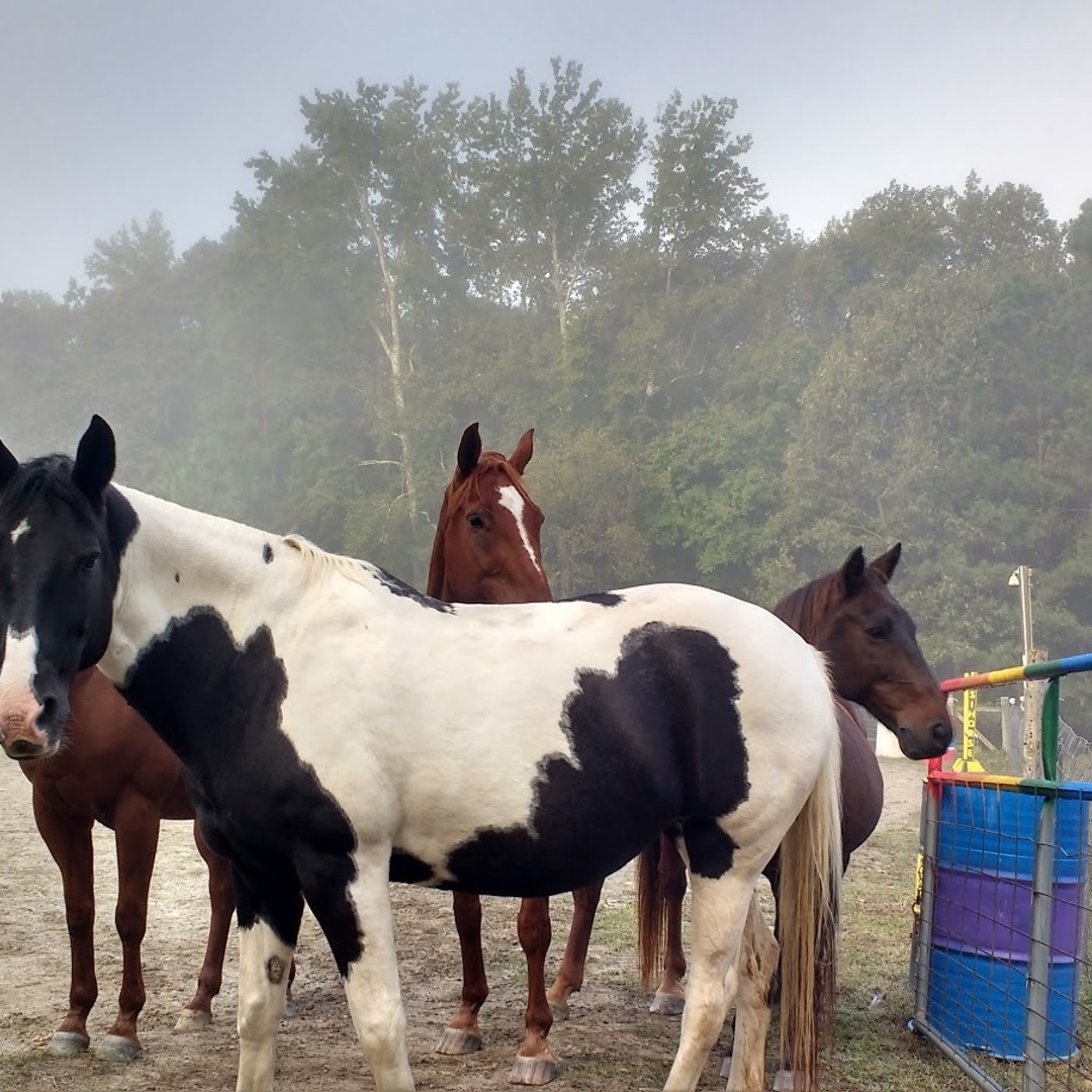 EasiHorse Farm
