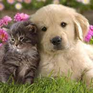 Animal Lover