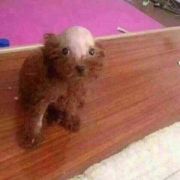 Bald Dog