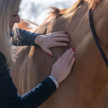 Wolds Equine Massage Continual Professional Development
