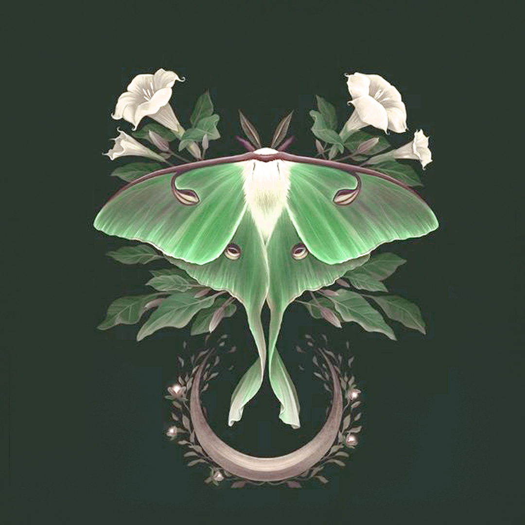 ･ﾟ✧☽ lunamoth ☾ ✧ ･ﾟ