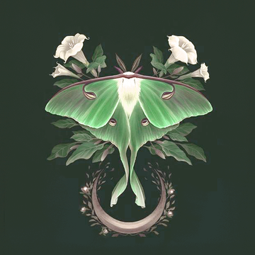 ･ﾟ✧☽ lunamoth ☾ ✧ ･ﾟ
