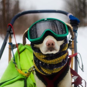 BraverMountain Mushing