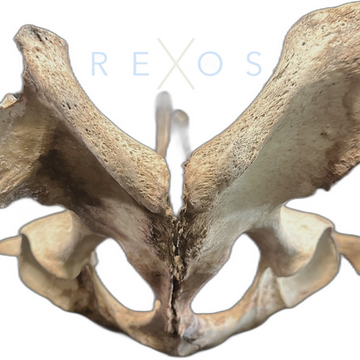 Rexos Inc, by Denali Equine