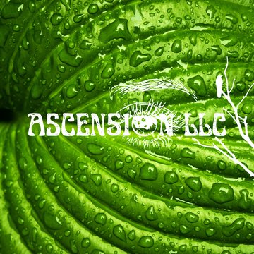 ASCEN51ON