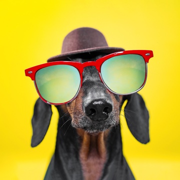 Doxie Din