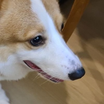 Yosebose Patreon Creator Profile