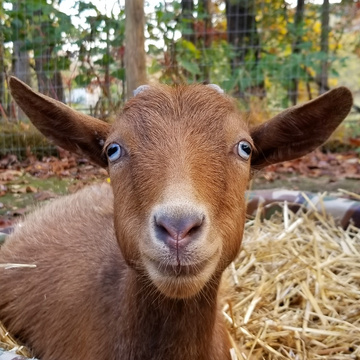 Animal Sponsorship Page - GOA's Patreon profile picture