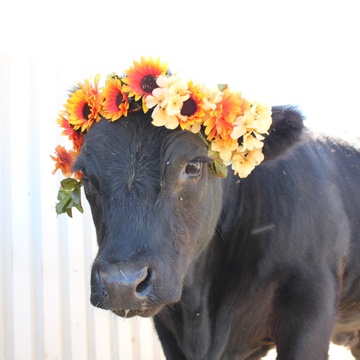 Farm Animal Refuge