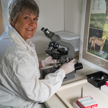 The Study of The Equine Hoof