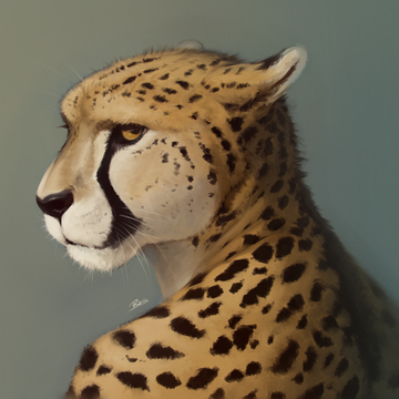 Rajii