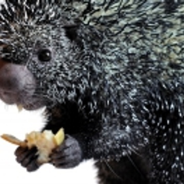 Animal Wonders