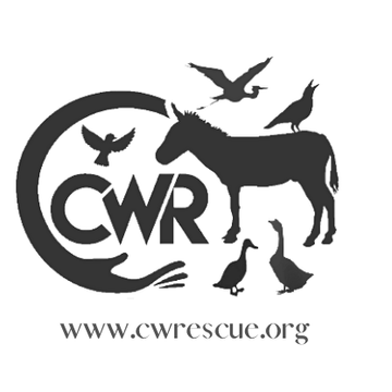 Carolina Waterfowl Rescue