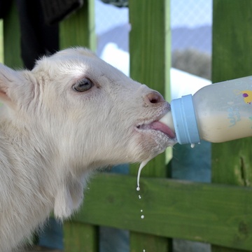 Angels Farm Sanctuary, Turkey