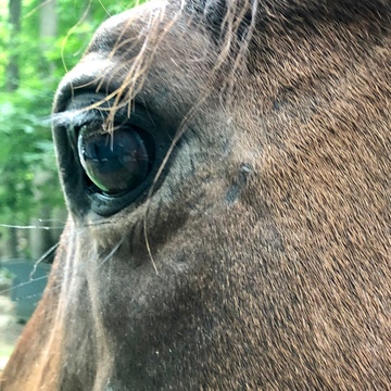 Happy Heart-Happy Home Farm and Rescue