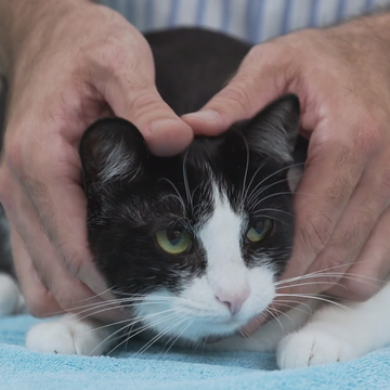 Helpful Vancouver Vet