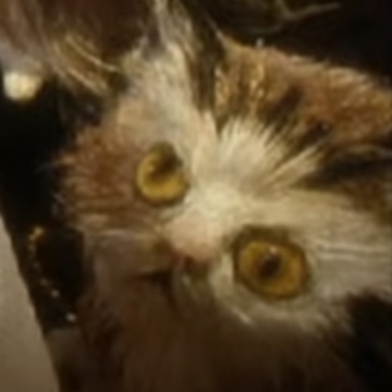 Gatobob's Patreon profile picture