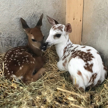 Fuzzy Fawn Wildlife