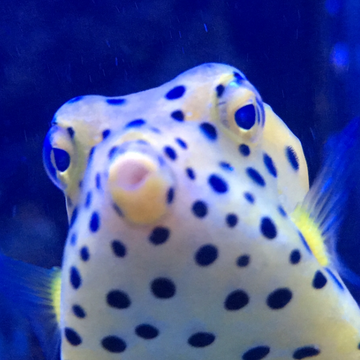 Prestige Reef's Patreon profile picture