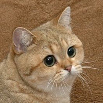 DominotheCat