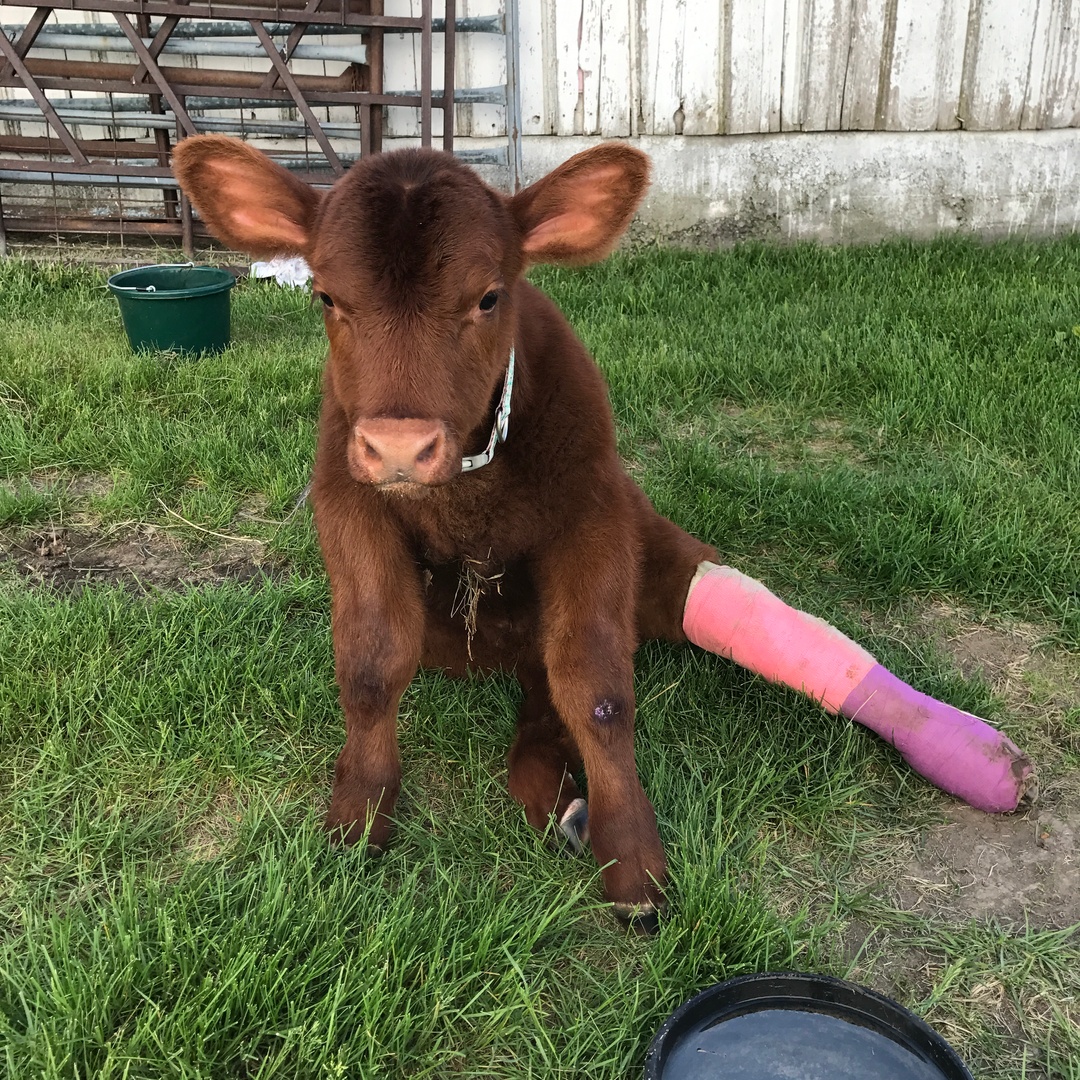 PuppyCow Farm