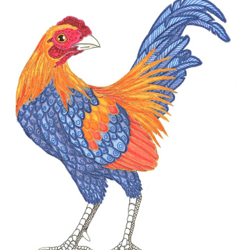 Gallus Rostromegalus