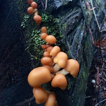 Western Montana Mycological Association