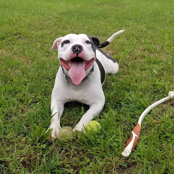 Pitbulls and Addicts
