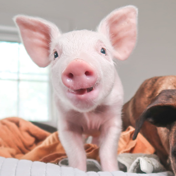 Sisu Refuge Farm Sanctuary