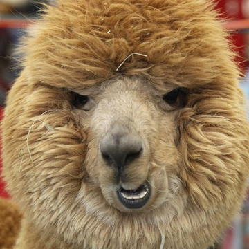 Fringe Alpaca