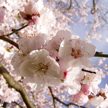 Blossoms in the Mist