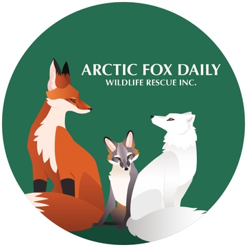 Arctic Fox Daily Wildlife Rescue