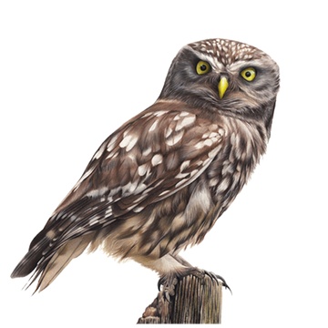 Claire Milligan Bird & Wildlife Artist