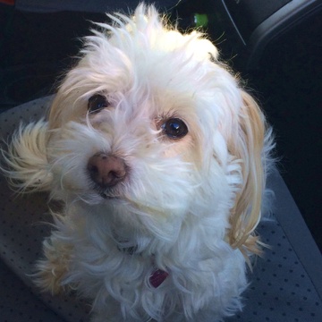 Feral Poodles's Patreon profile picture