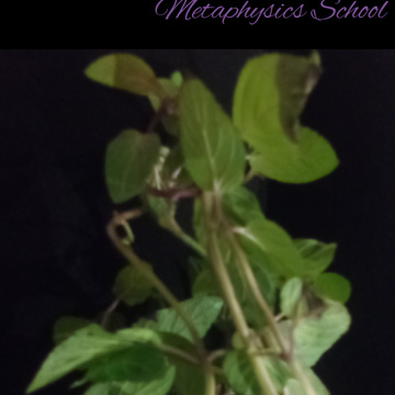 Asterical Sciences and Metaphysics School