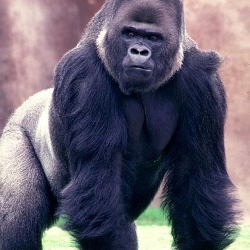 GorillaKingTT