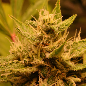 Grow 420 tv