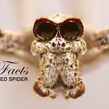 True Facts by Ze Frank Patreon Creator Profile