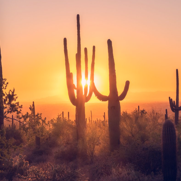The Naked Desert