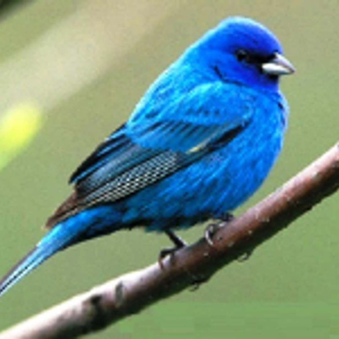 Canary
