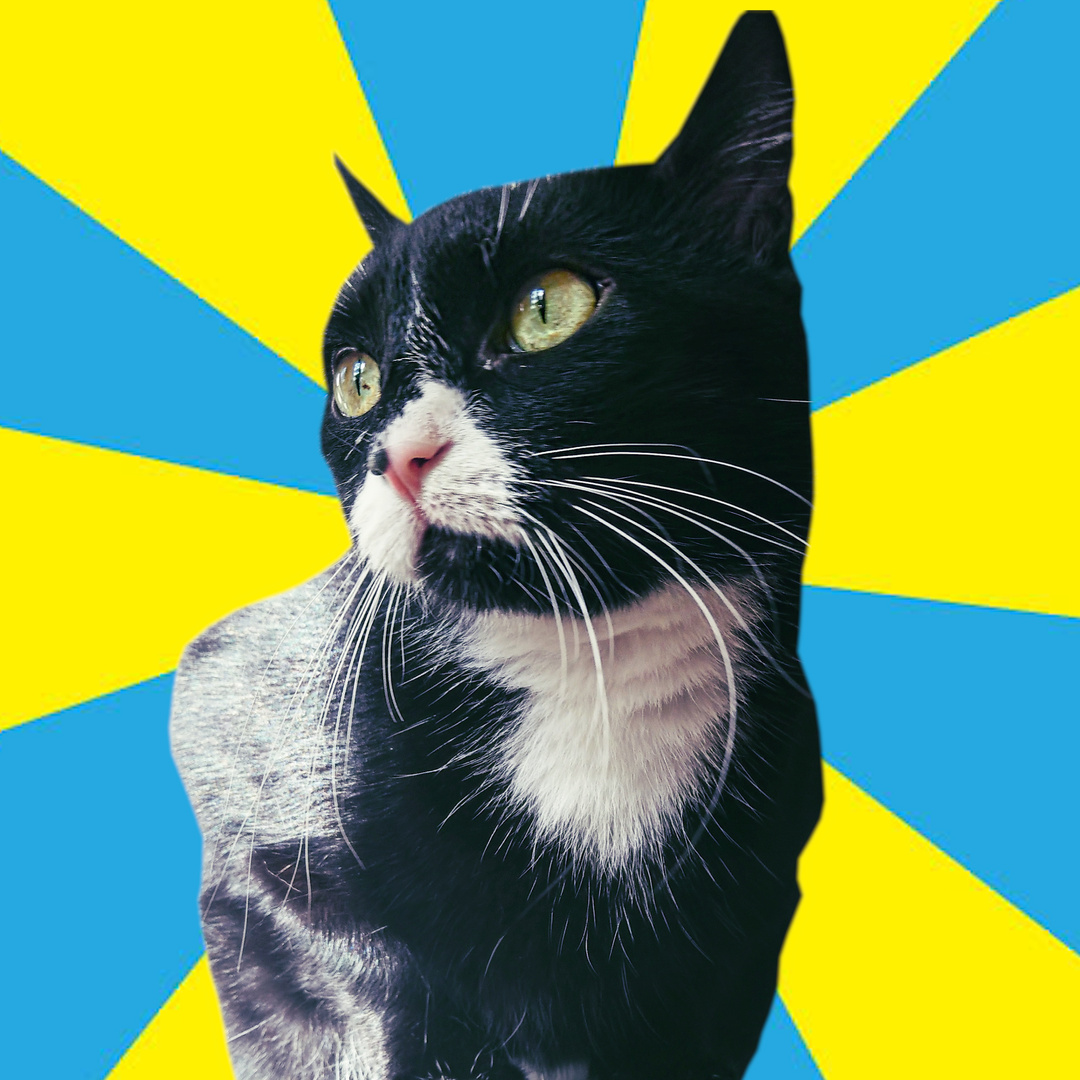 Katzenspaß in Full HD!'s Patreon profile picture