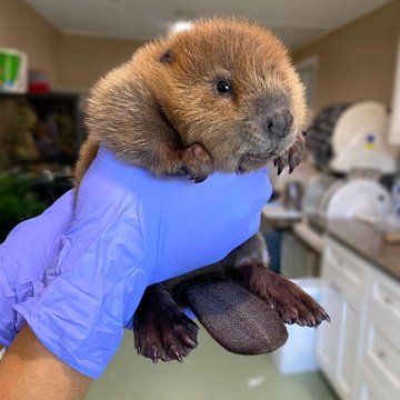Jane Newhouse Wildlife Rescues