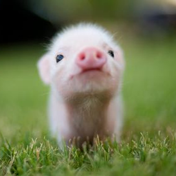 Brand New Vegan