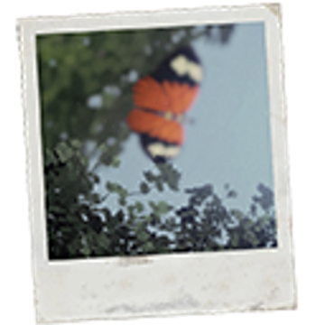 softpine Patreon Creator Profile